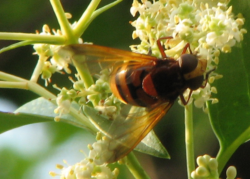 Volucella zonaria?